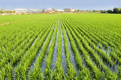Landwirtschaft und Gewächshäuser